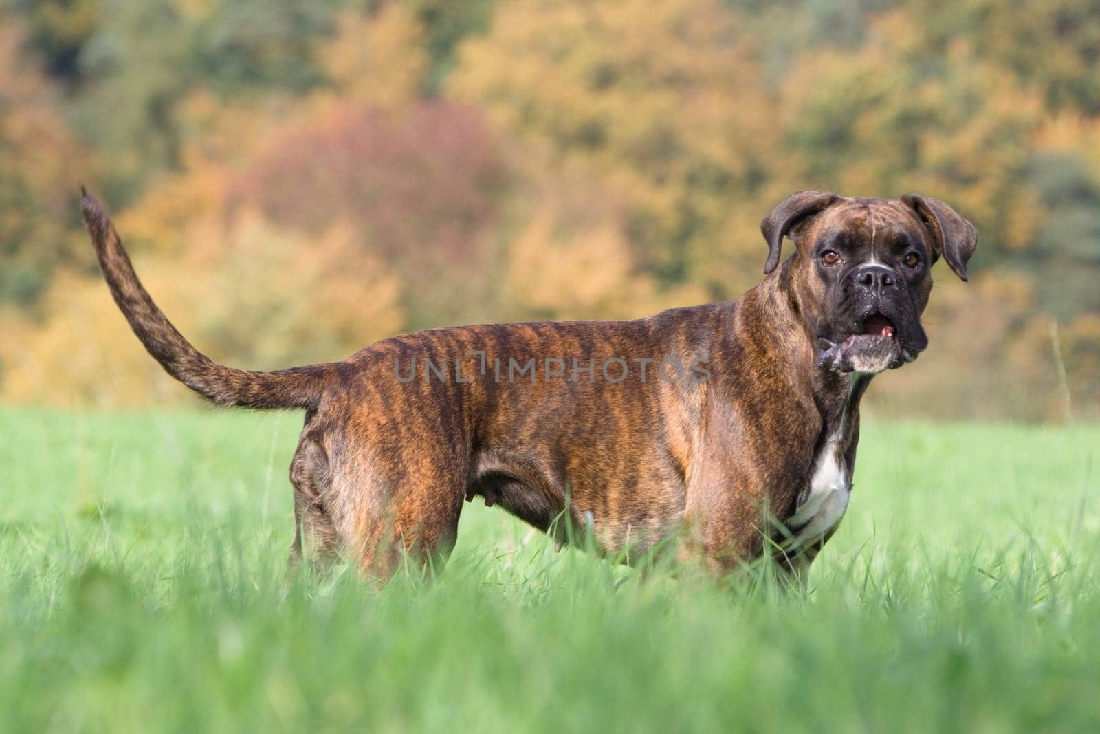 Splendour of colour - Boxer in front of autumn forest