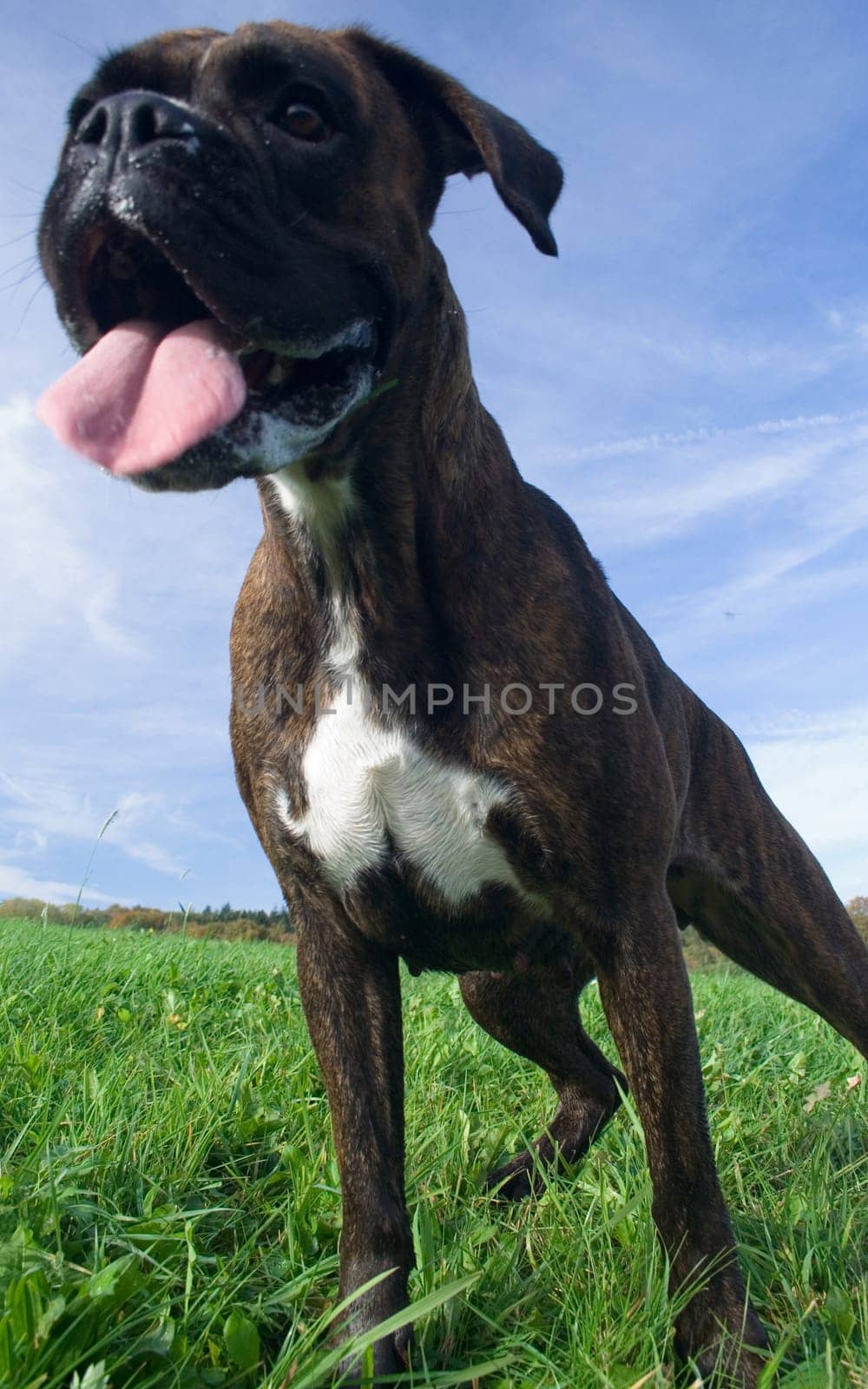 Boxer from a frog's eye view II
