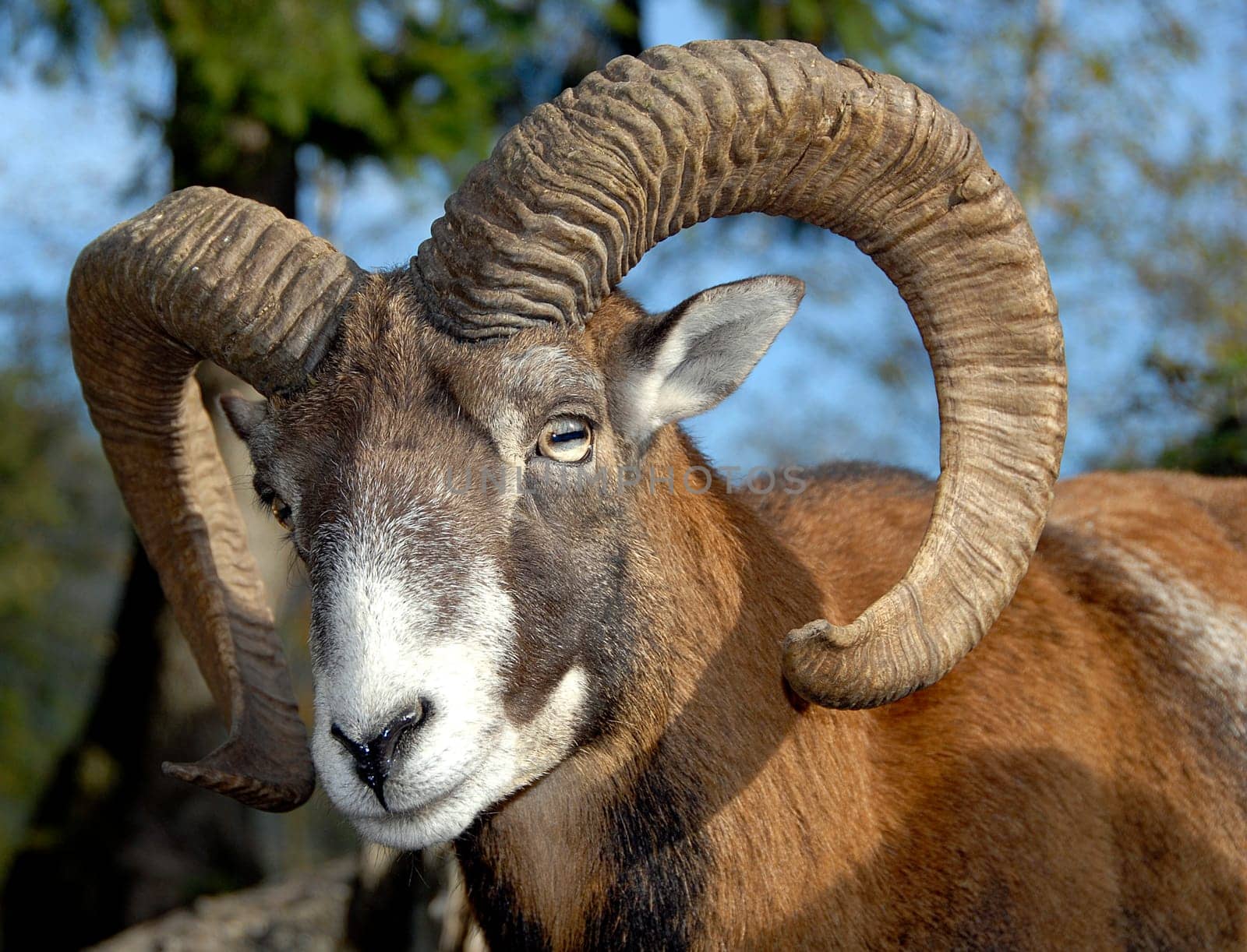 The mouflon is the smallest of the wild sheep,and is so closely related to our domestic sheep that they could easily be mated with each other. Like domestic sheep,mouflons are very sociable and diurnal. They live in large,mixed males