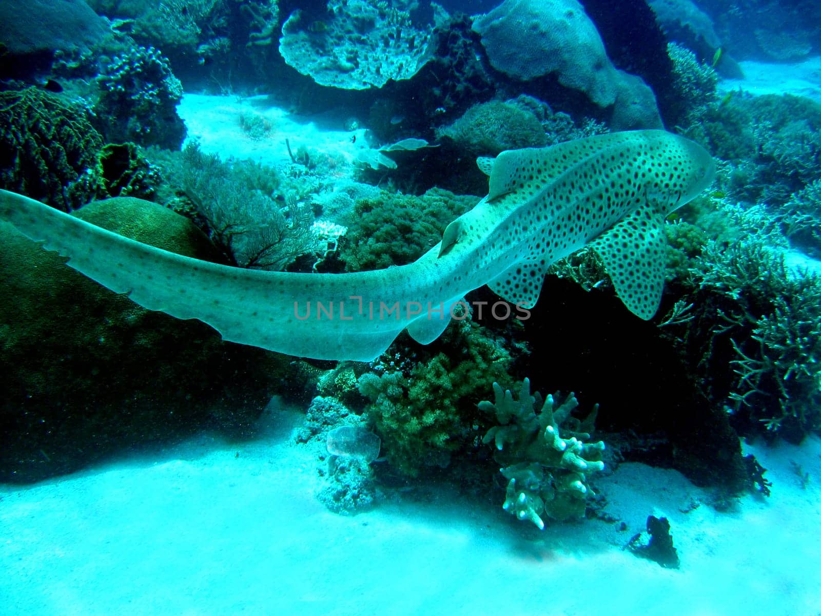 Leopard shark on the run