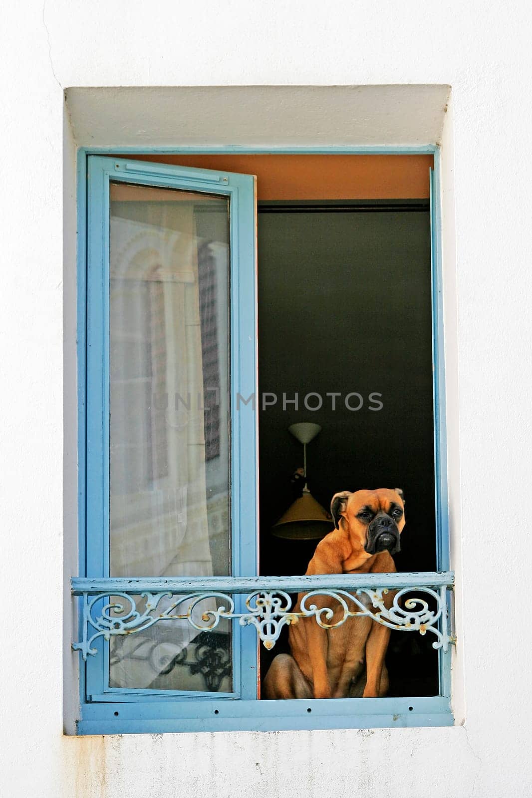 Belle-Ile,Sauzon,Dog at the Window