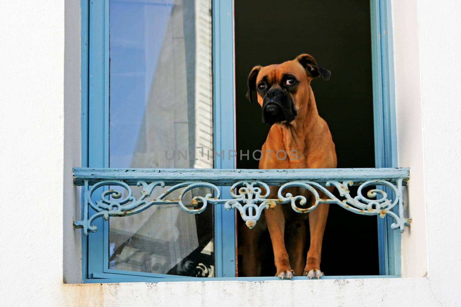 Belle-Ile,Sauzon,Dog at the Window