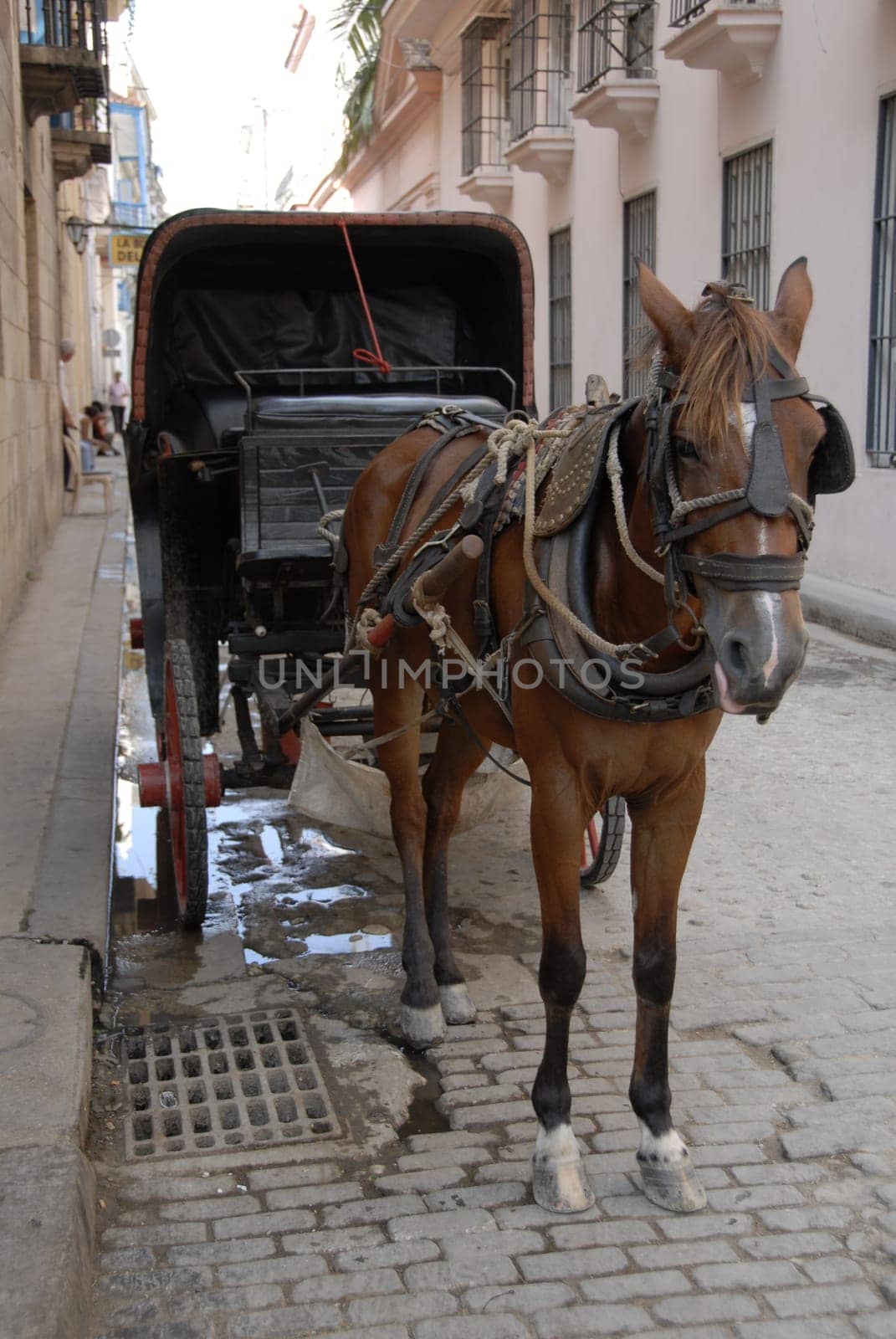 Horse-drawn carriage