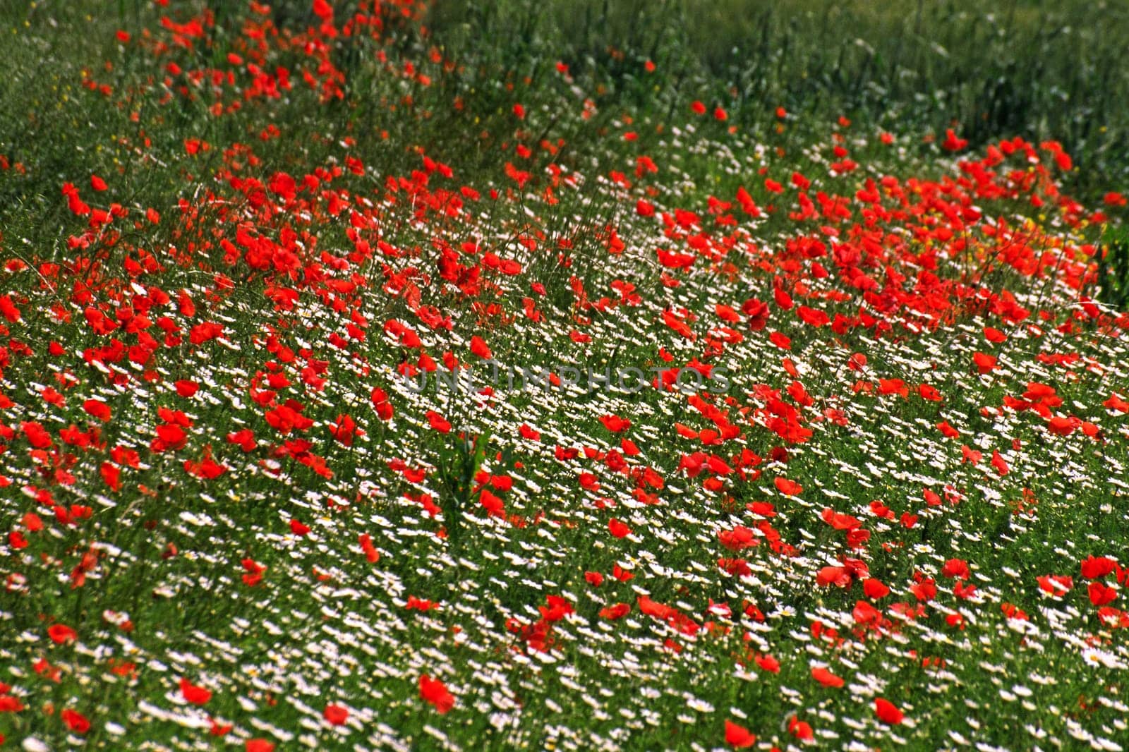 Poppy meadow near St-Saturnin,Provence