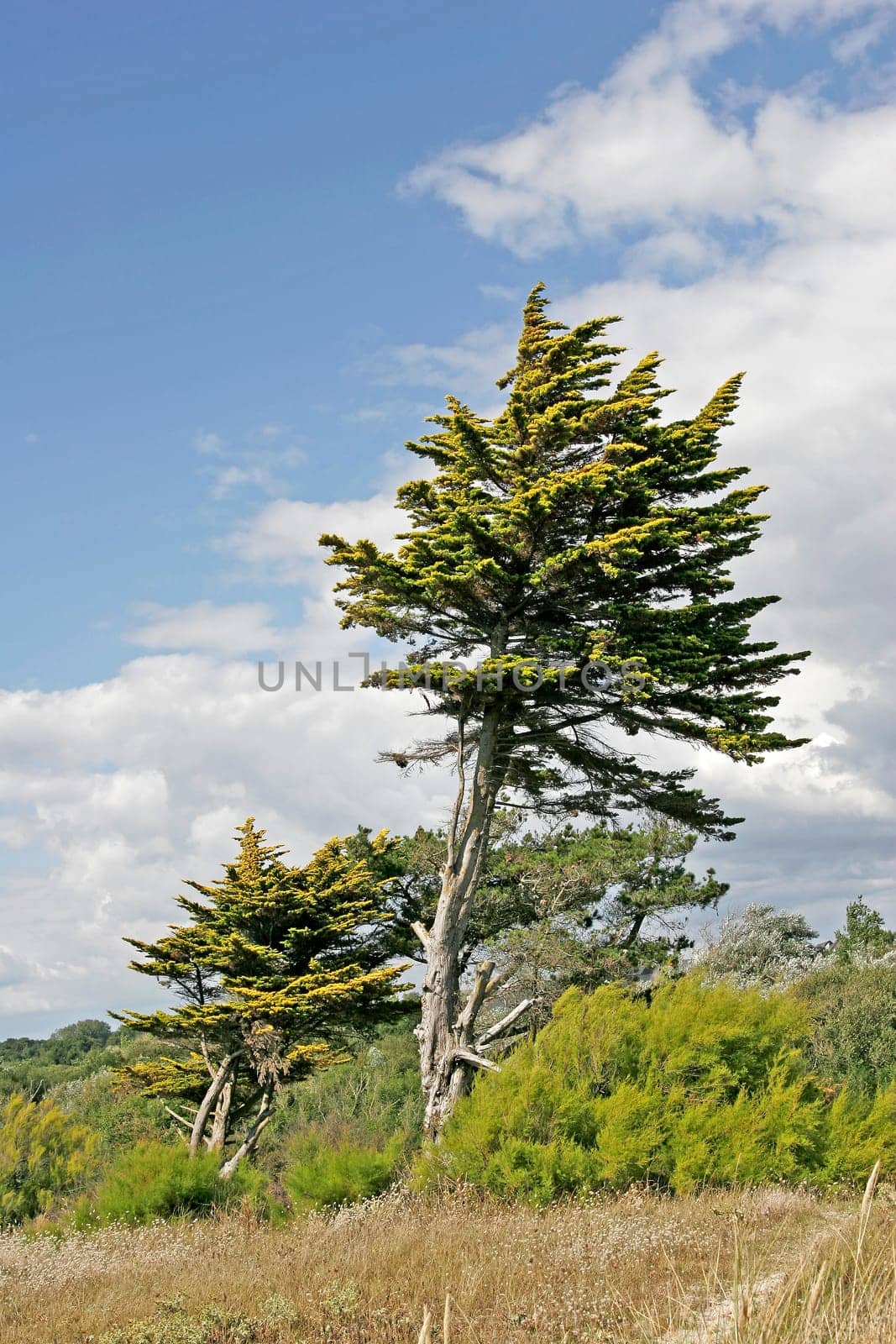 Larmor-Plage,Coniferous,Brittany
