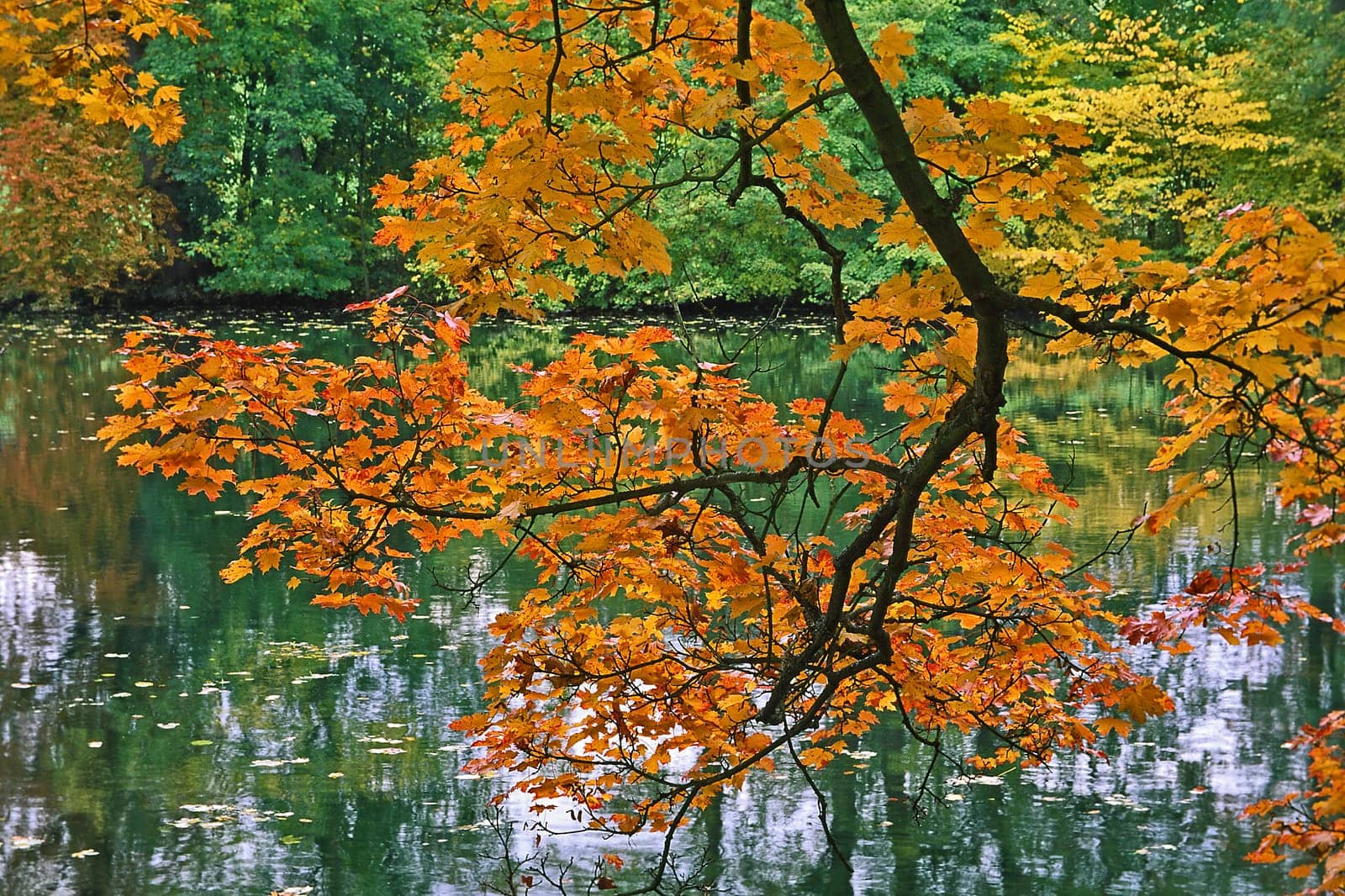 Pond landscape in autumn 99-270-03
