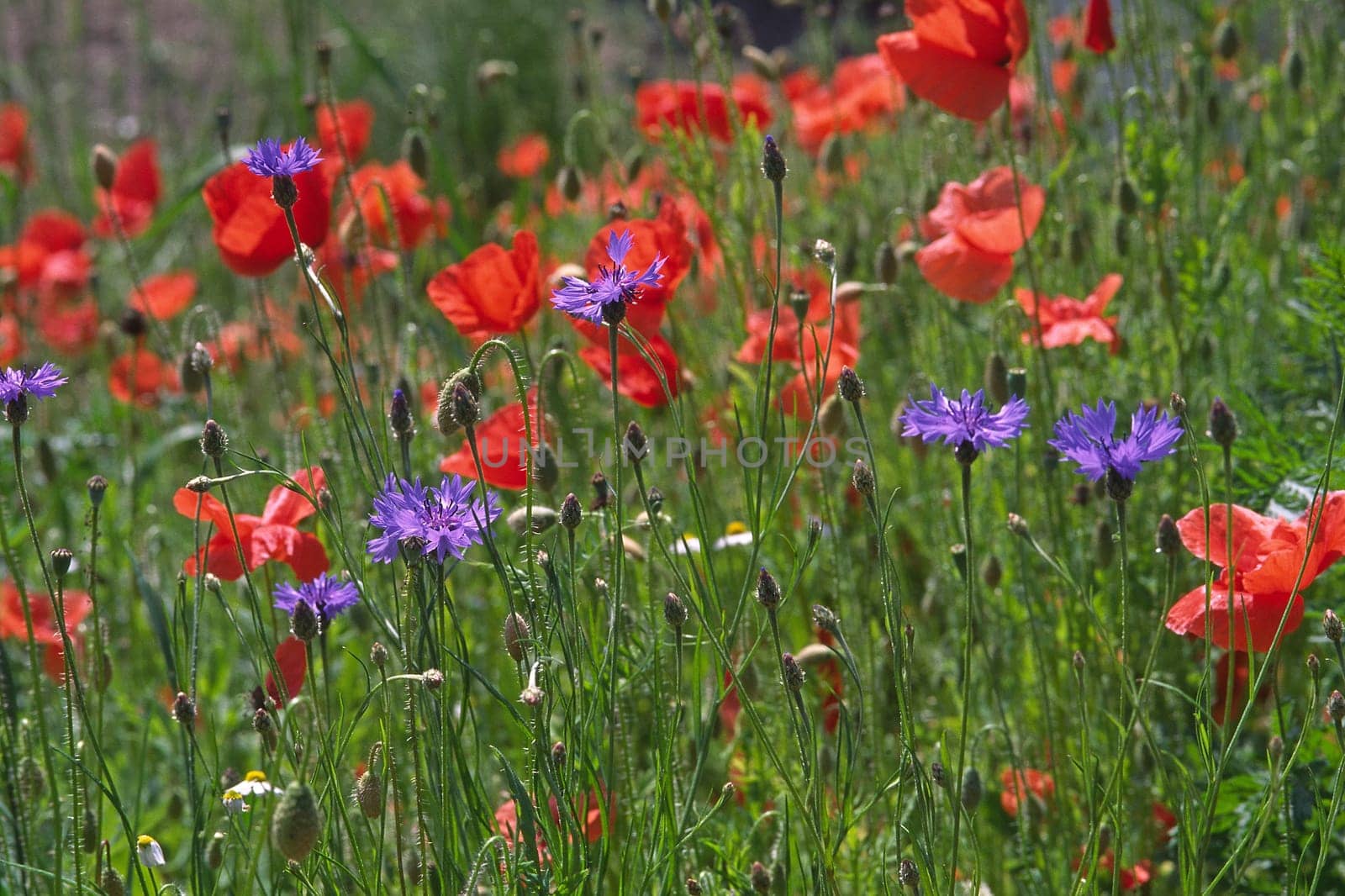 Field edge strips with poppy blossoms