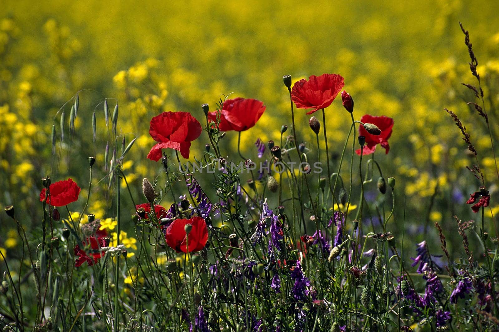 Wildflower meadow in Provence