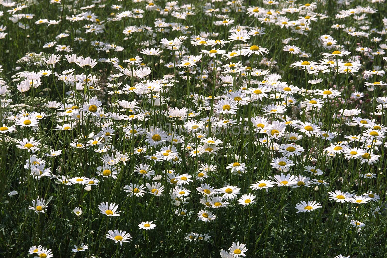 Leucanthemum vulgare,meadow daisies