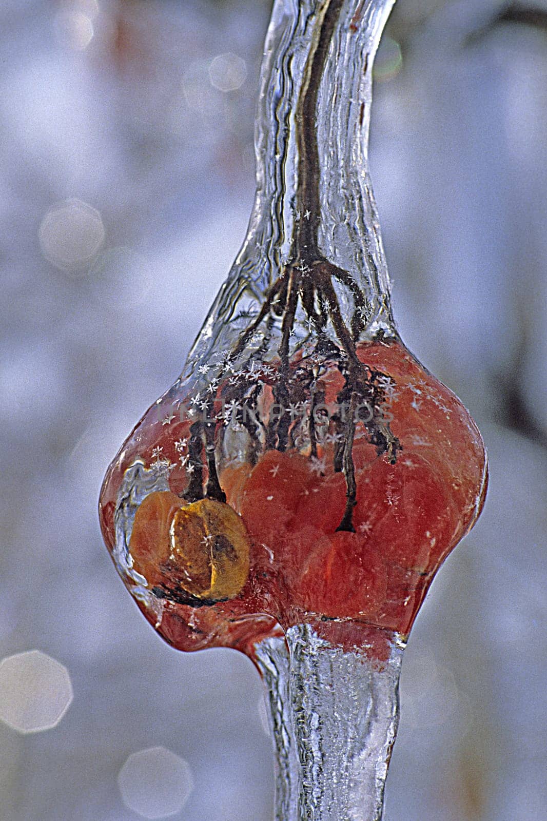 Freezing rain,red berries in the ice