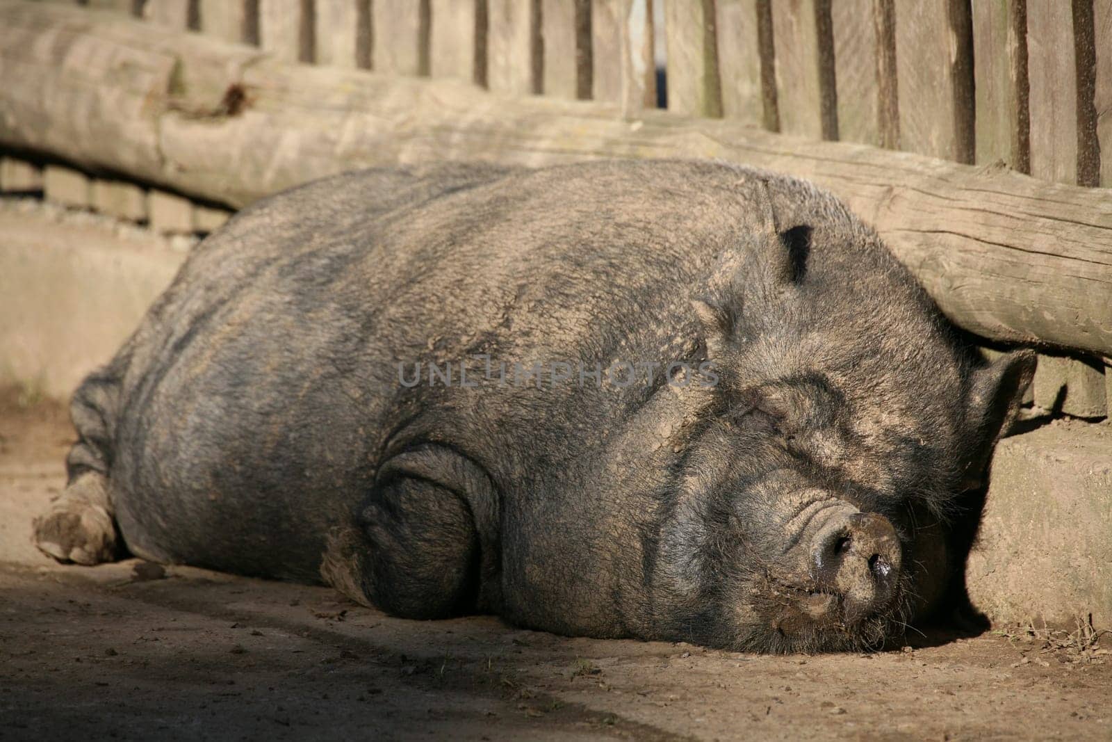 Thick,lazy pot-bellied pig