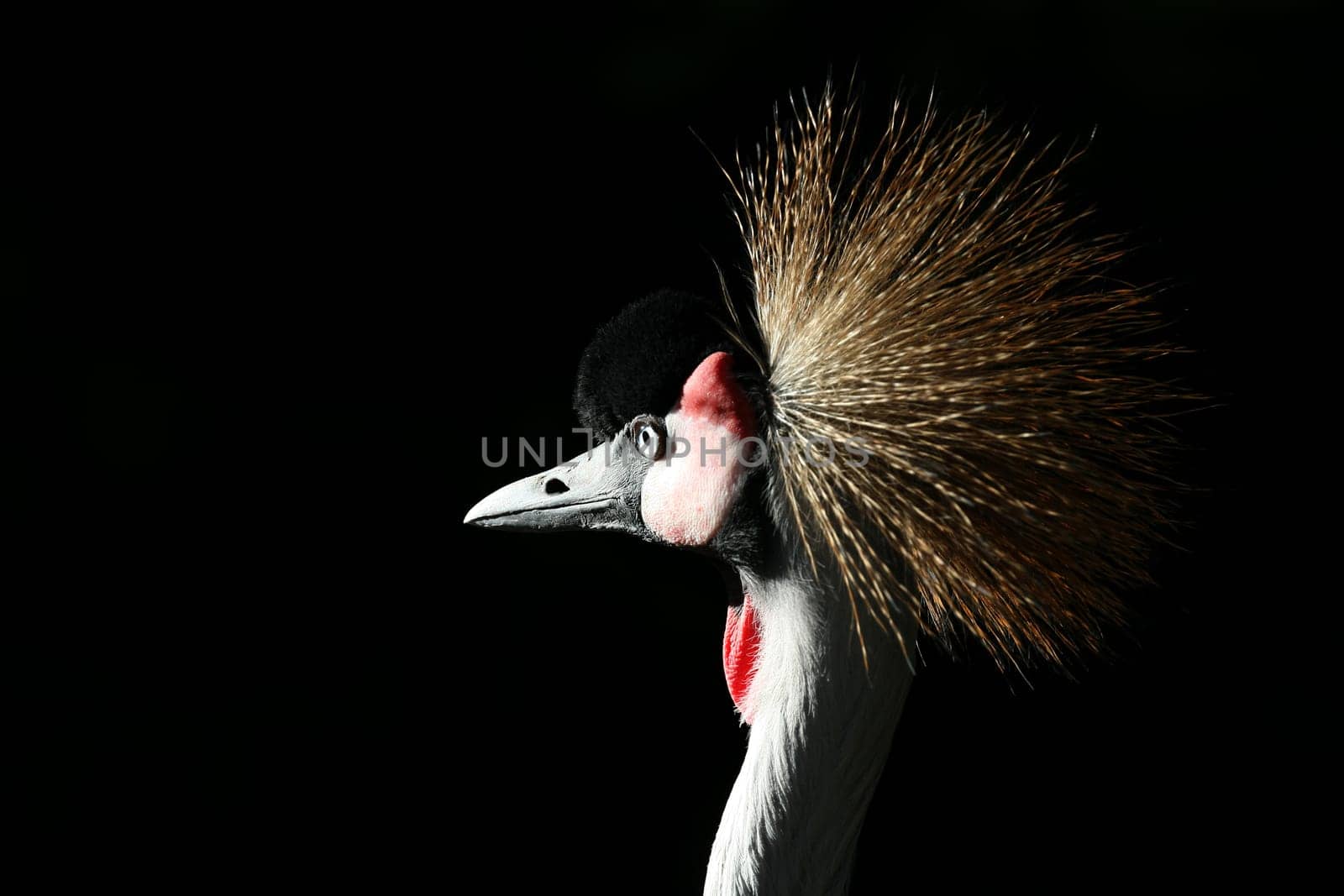 Proud,beautiful bird