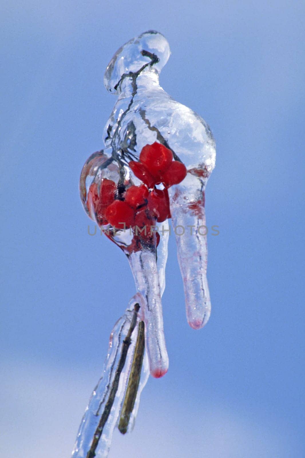 Red berries in ice cream,winter