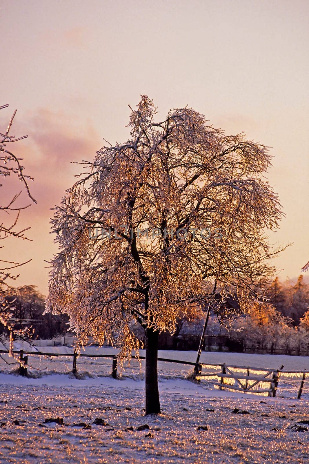 Apple tree after freezing rain