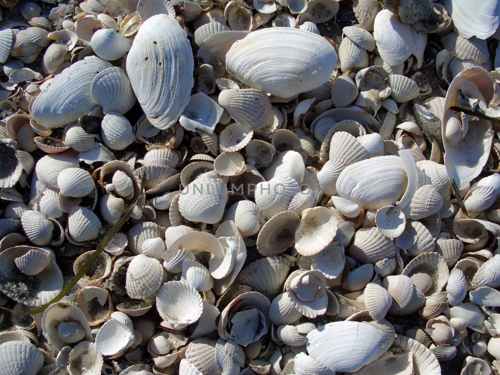 Mussels