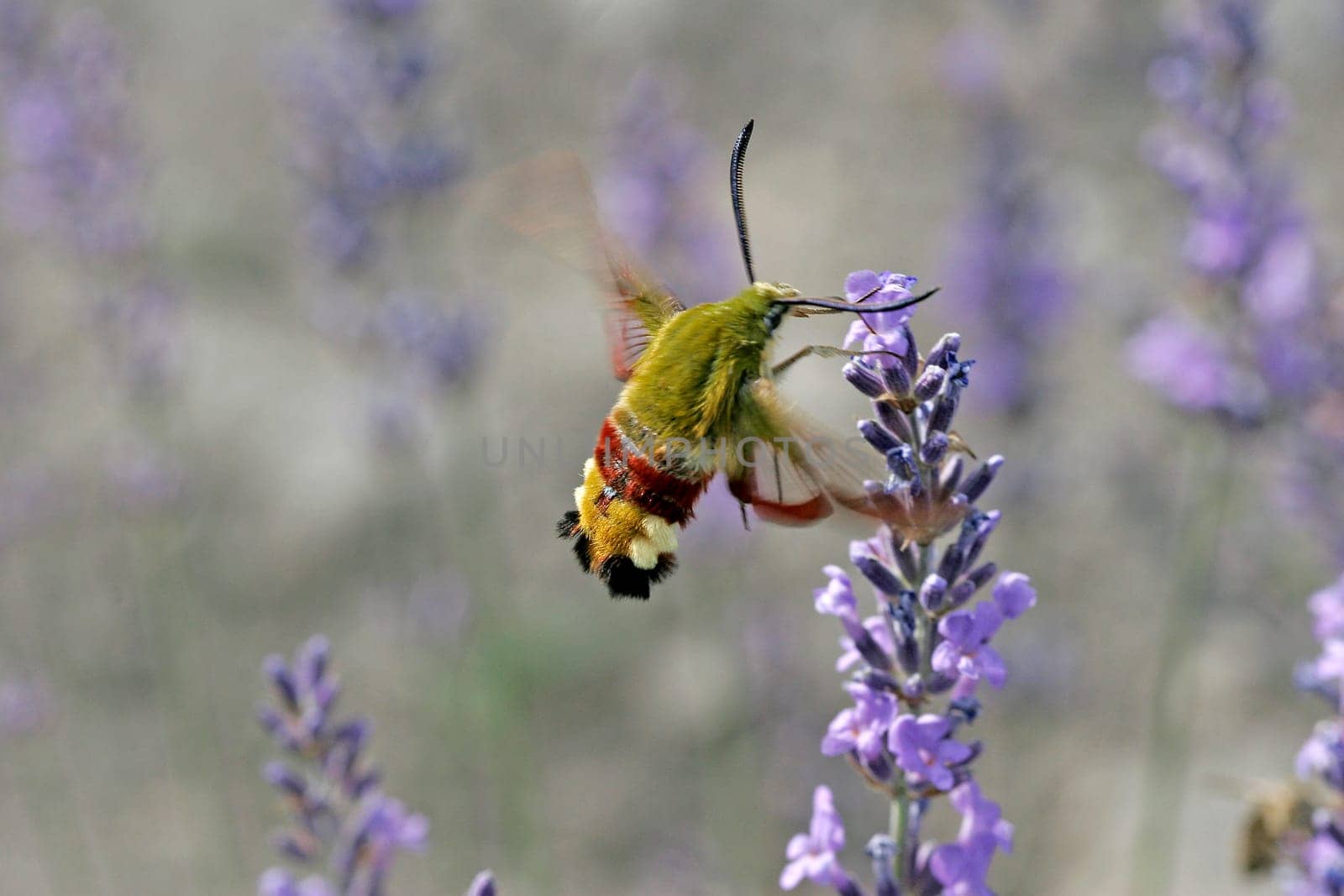 Hemaris fuciformis,Bumblebee hawkmoth