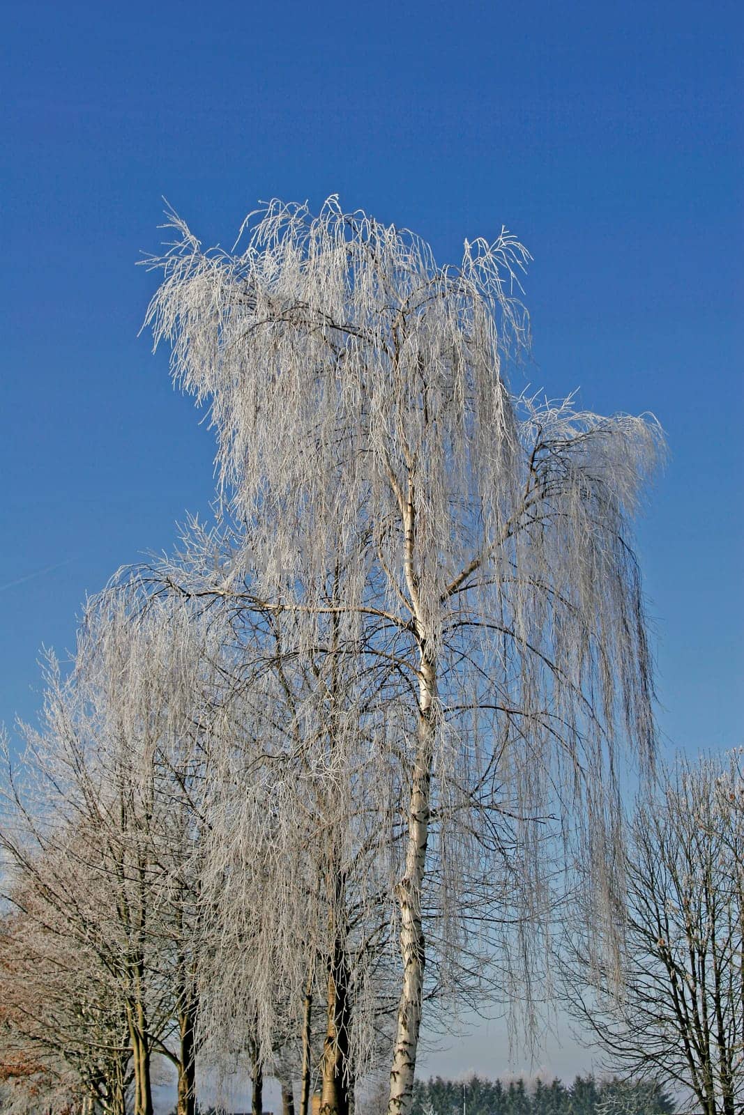 Birch with hoarfrost,birch,betula