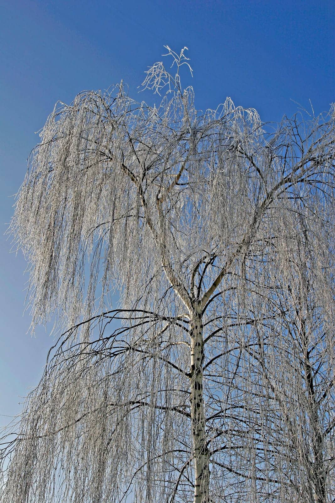 Birch with hoarfrost,birch,betula