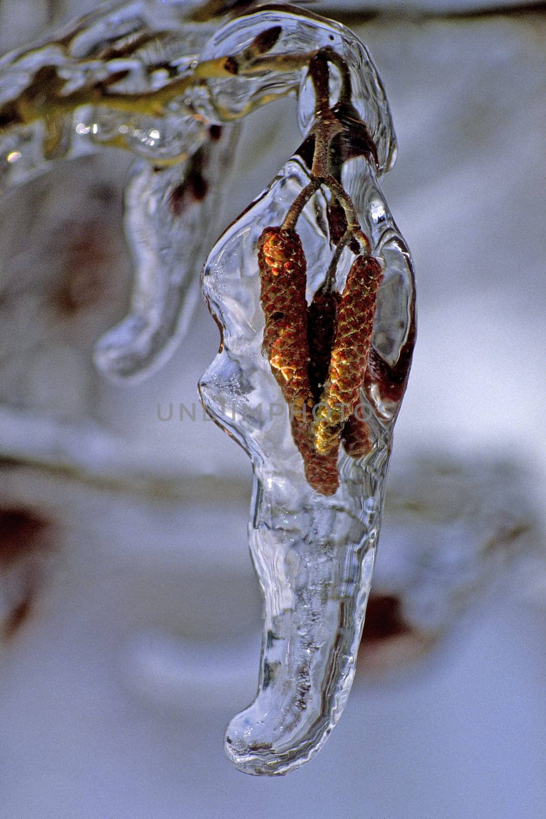 Tree catkins under ice cover
