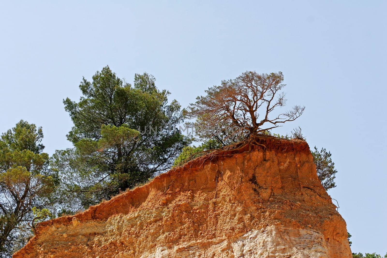 Tree on ochre rock,Provence