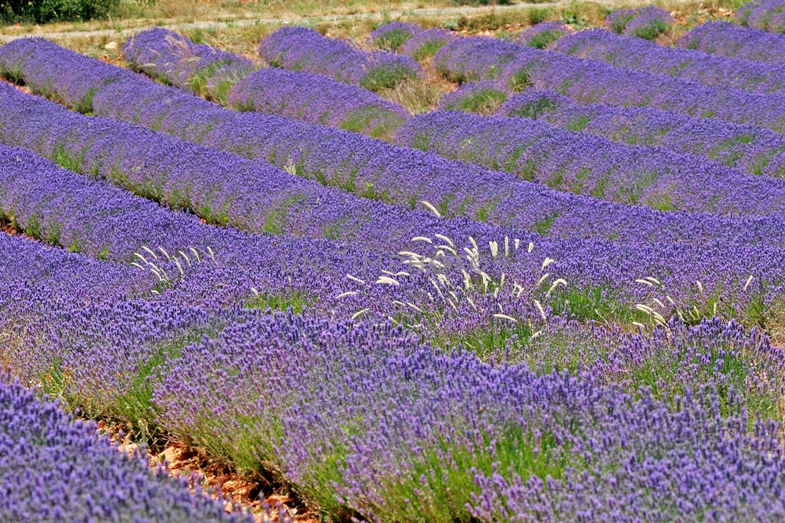 Lavender blossom near Sault,Provence