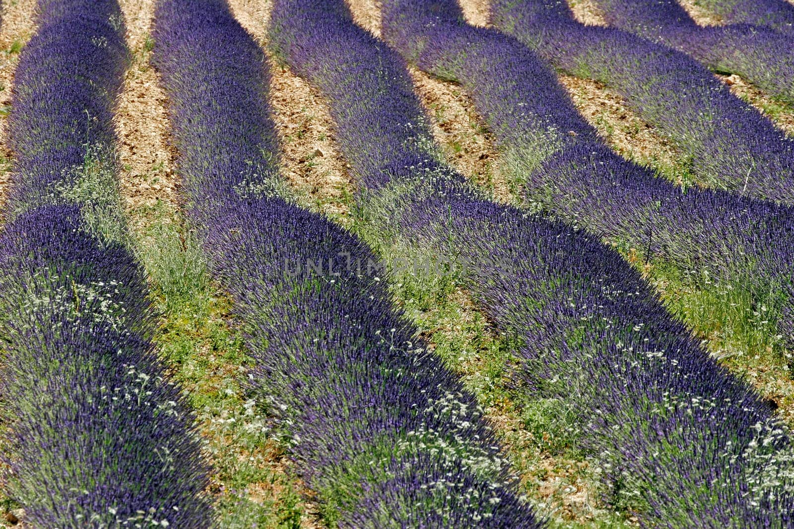 Lavender flower fields,Croagnes,Provence