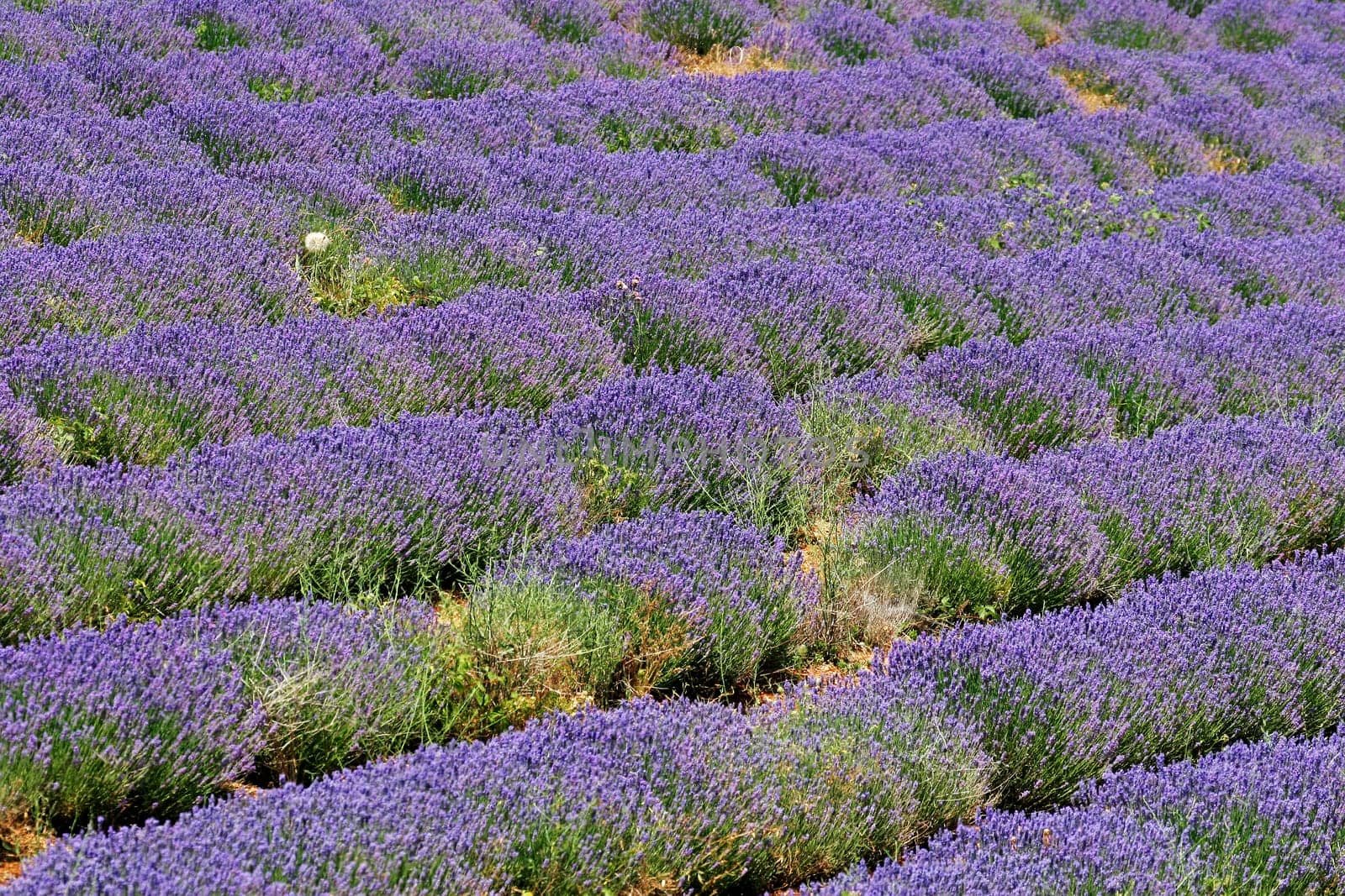Lavender field near Sault,Provence