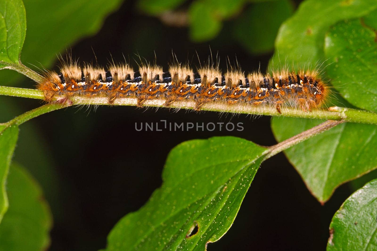 Lasiocampa quercus,oak moth caterpillar
