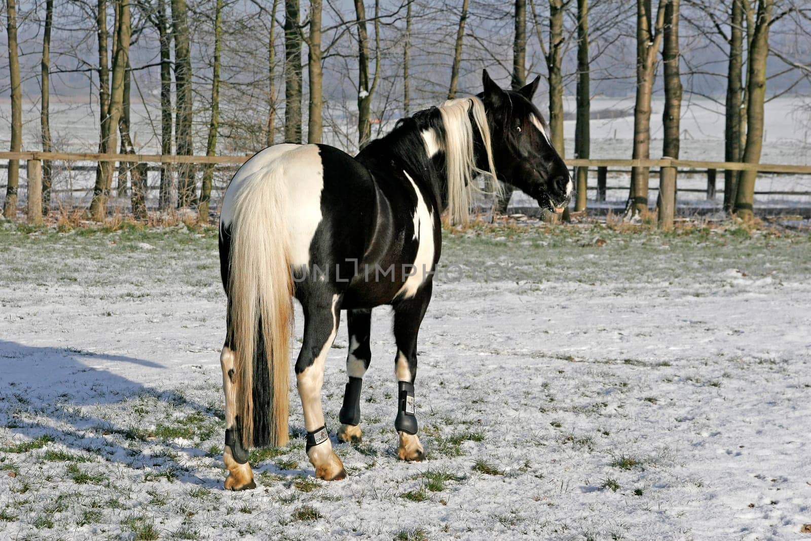Horse in the snow