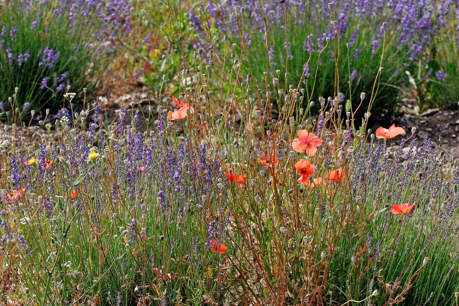 Poppy and lavender in the light,Provence