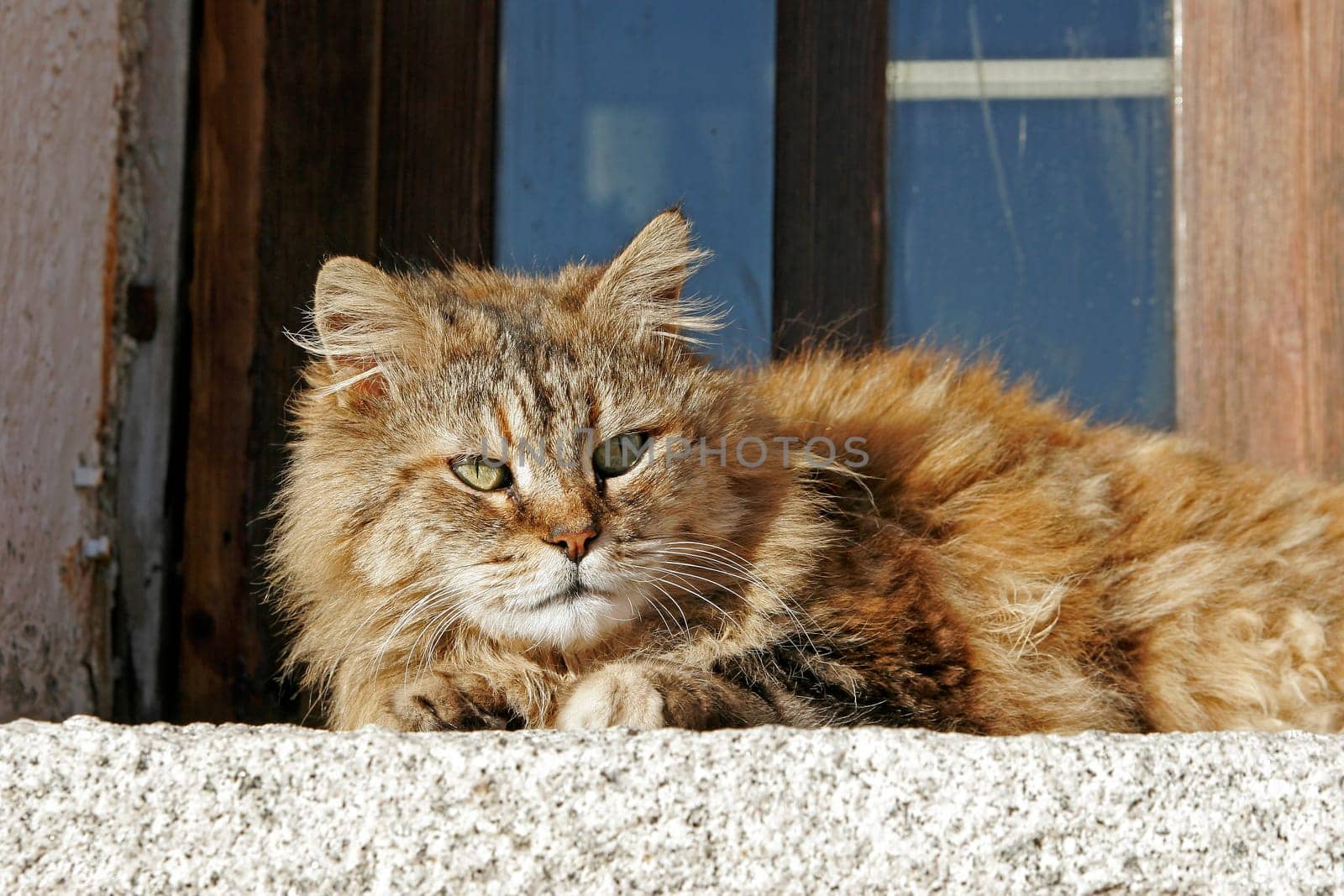 Shaggy cat,beautiful cat