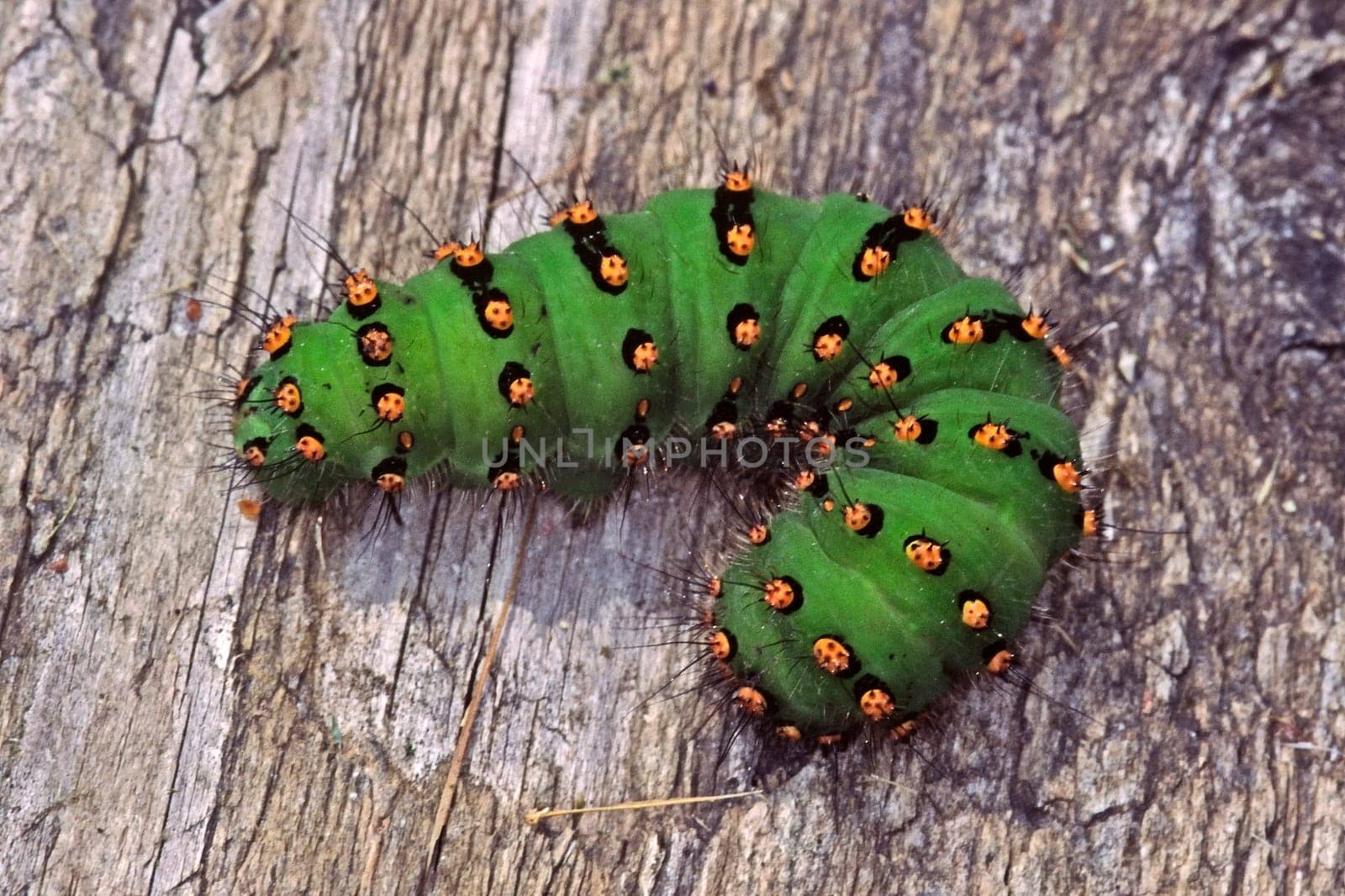 Eudia pavonia,Lesser Night Peacock