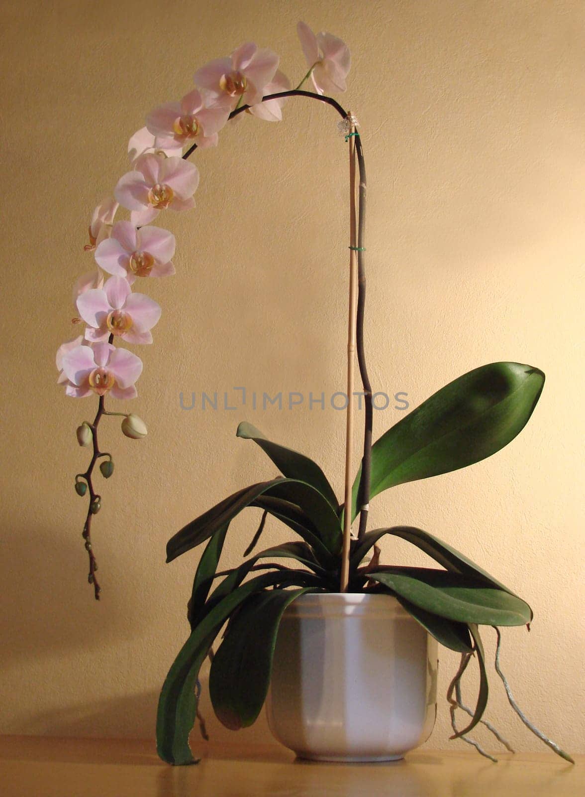 Orchid