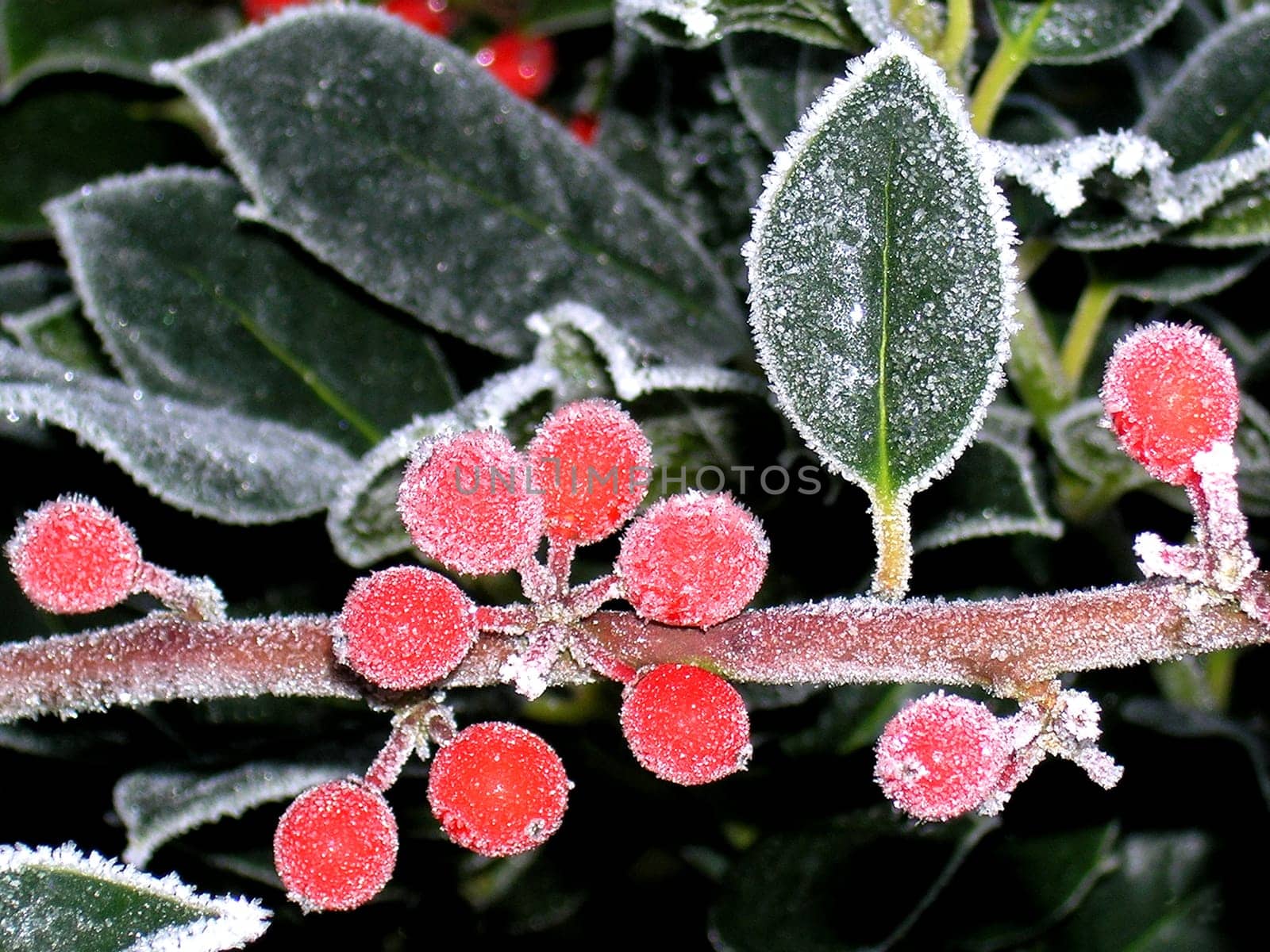 Frost