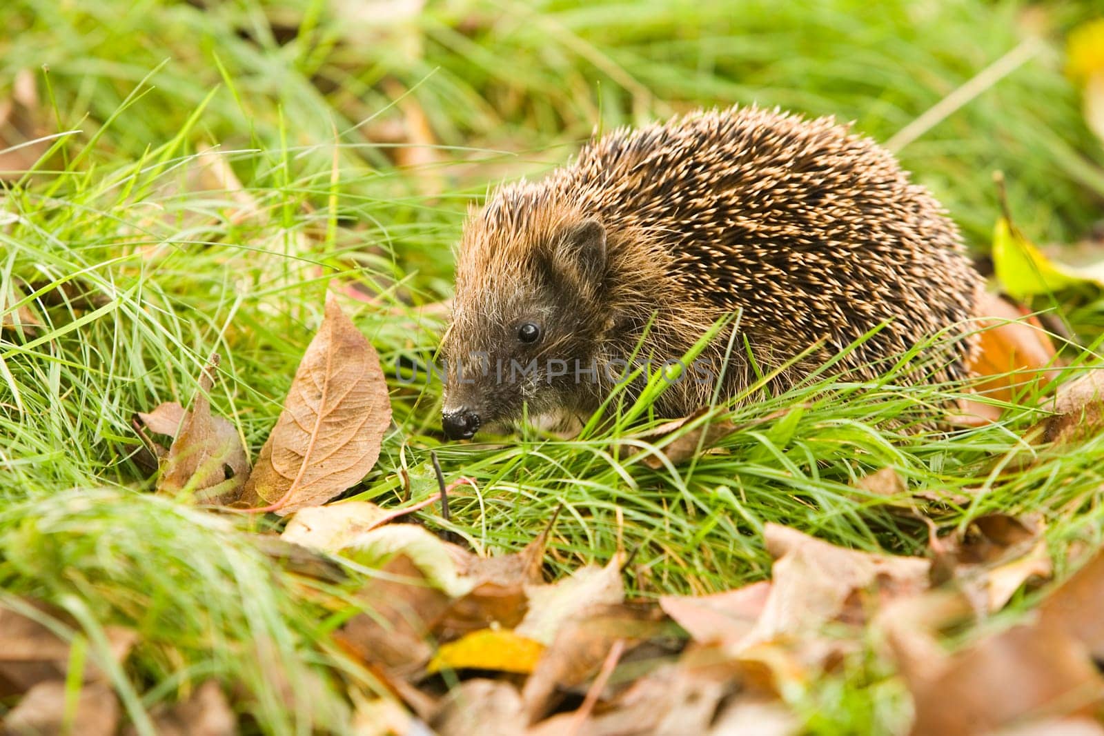 Hedgehog