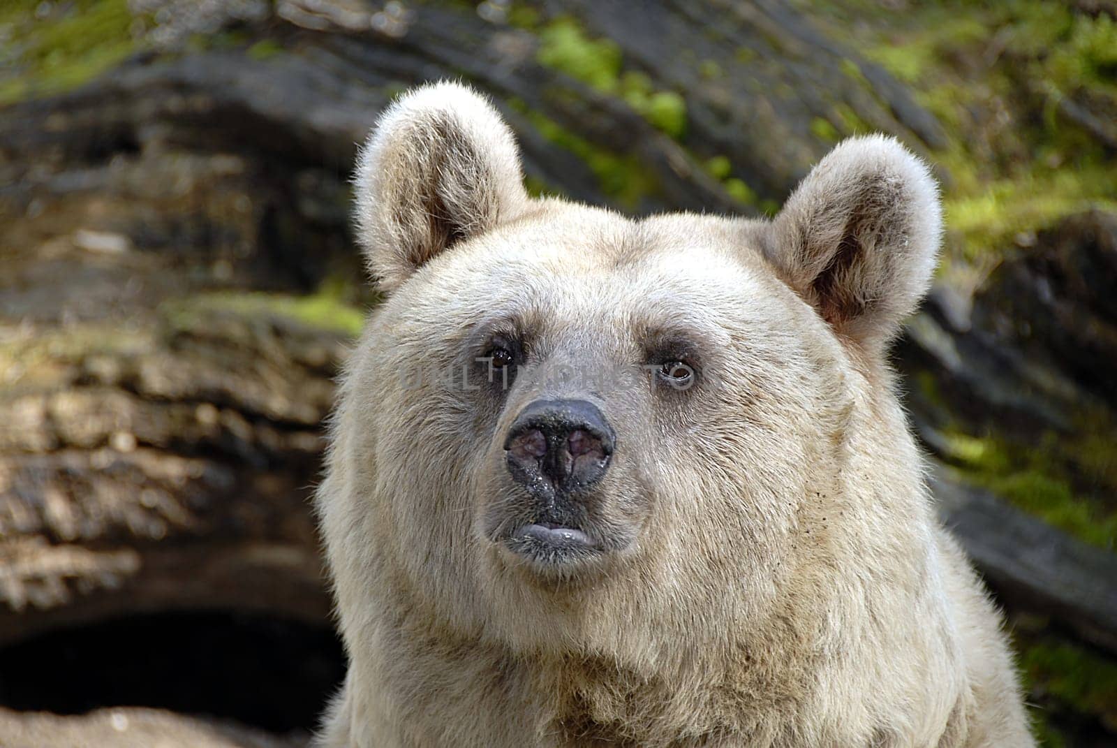 Although the brown bears are among the predators according to the systematics,they are actually typical omnivores. Similar to us humans,bears also have a wide range of food. From grasses and fruits to nuts and carrion,they disdain k