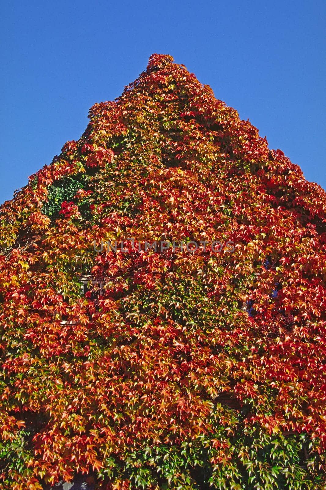 House with wild vine in autumn