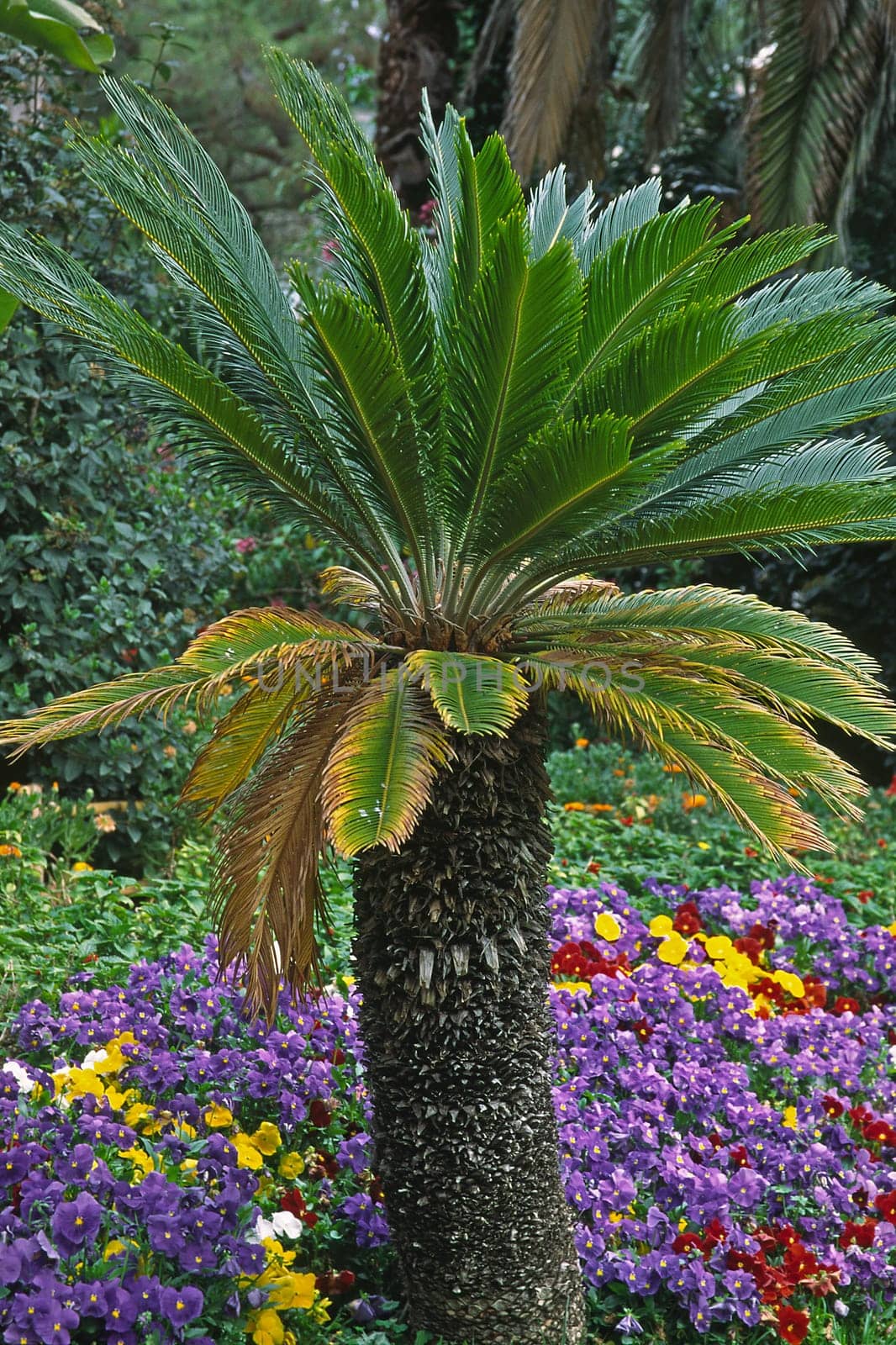Palm tree in the park of Sanremo,Liguria