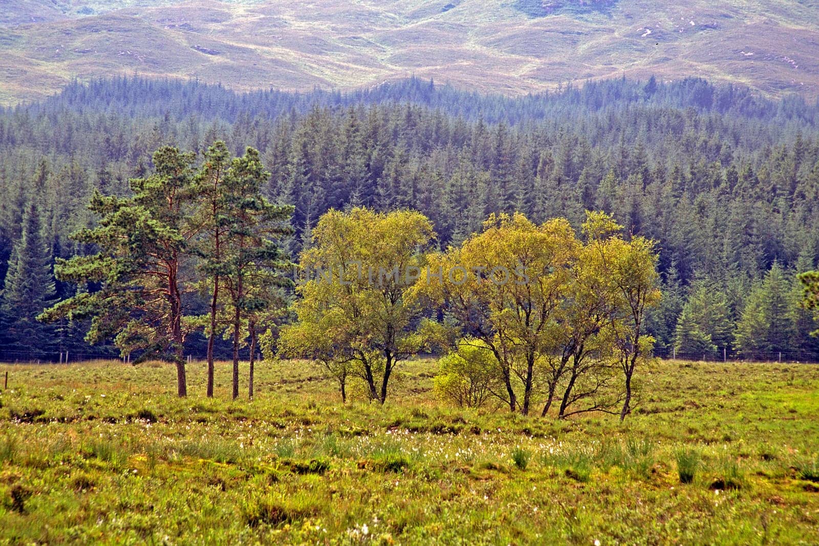 Trees at Loch Eile,Scotland