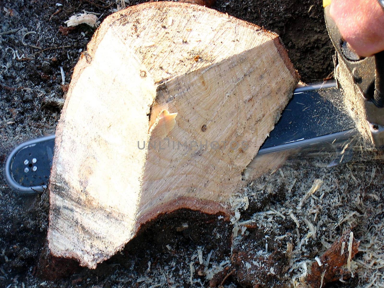 Firewood 8