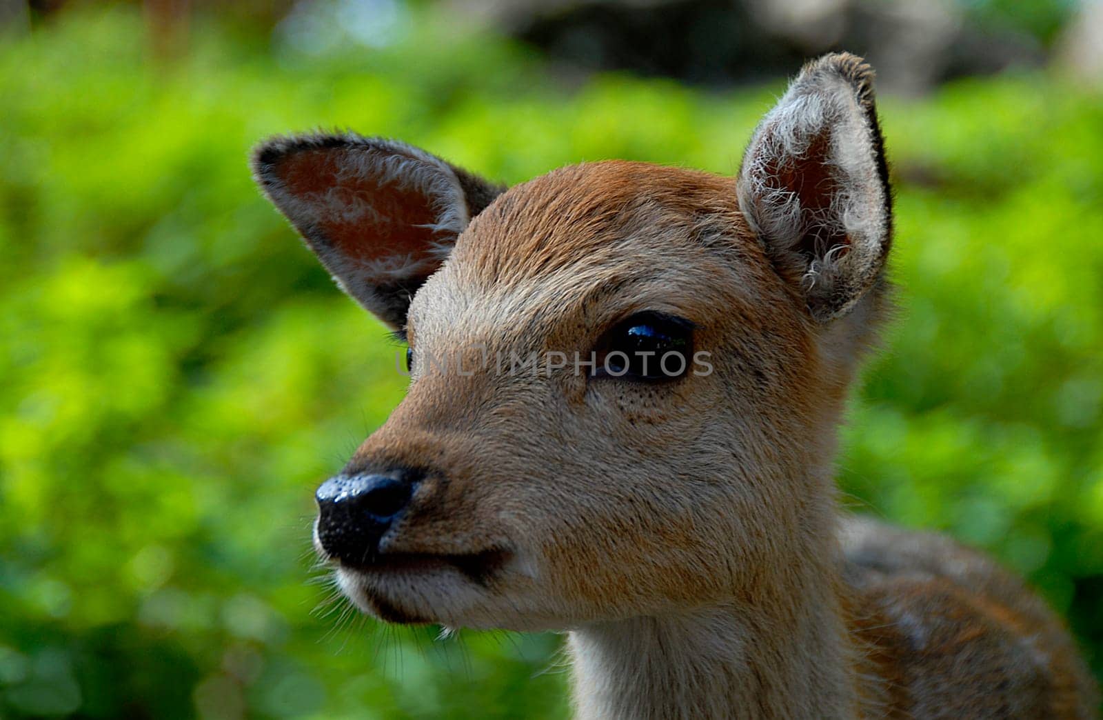 The roe deer is the smallest native ungulate species.  Deer are widespread in Switzerland. They have the highest populations in the Central Plateau and in the foothills of the Alps. However,deer can also colonize high-altitude forests.