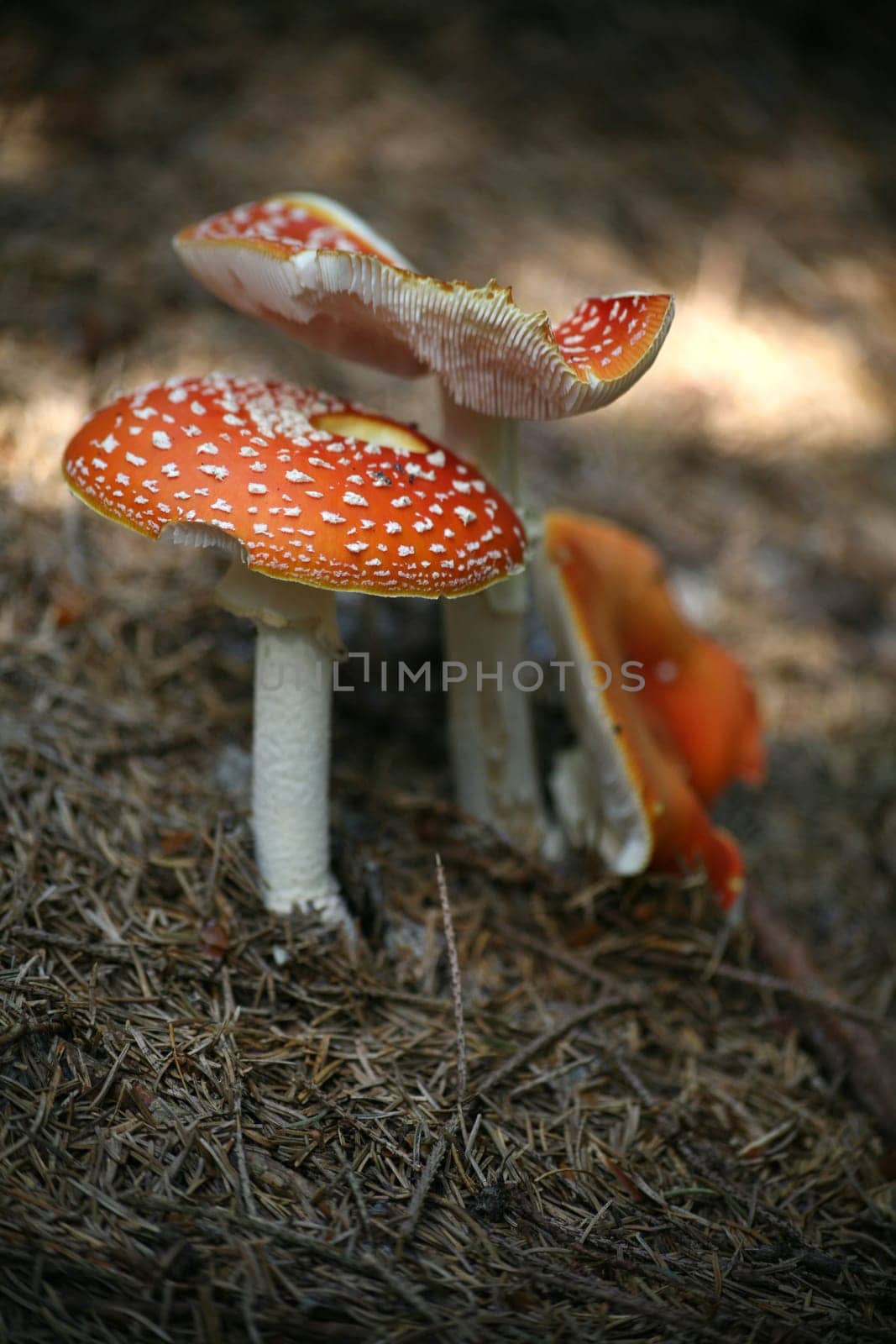 Fly agaric