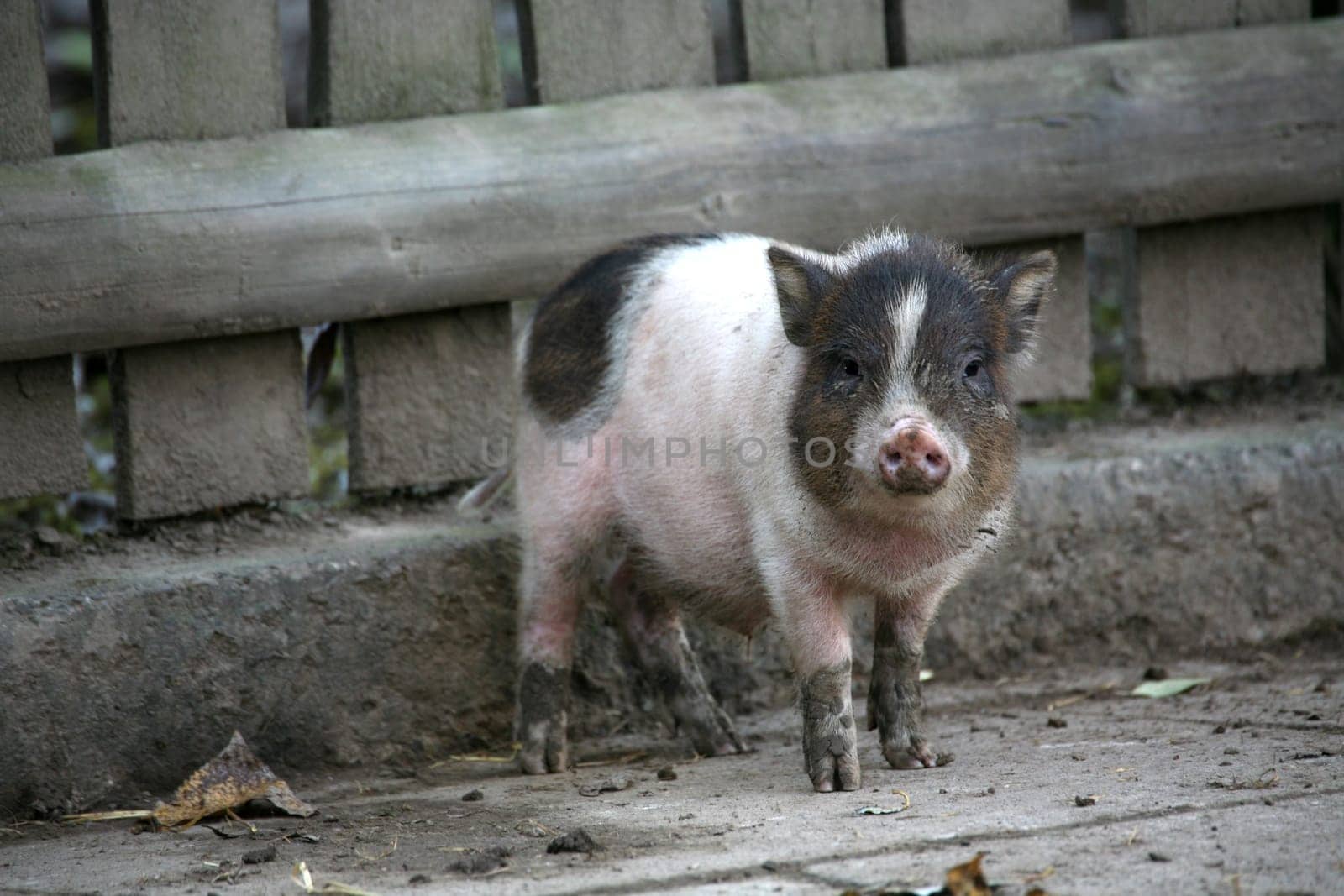 Pot-bellied pigs