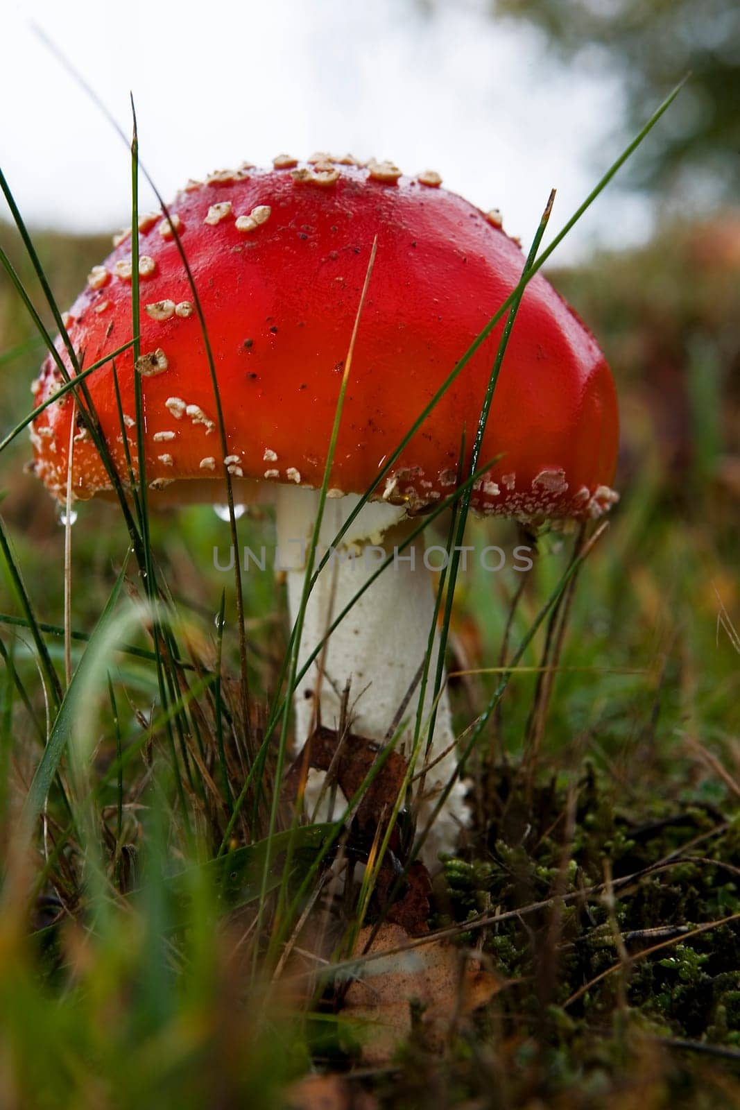 Fly agaric