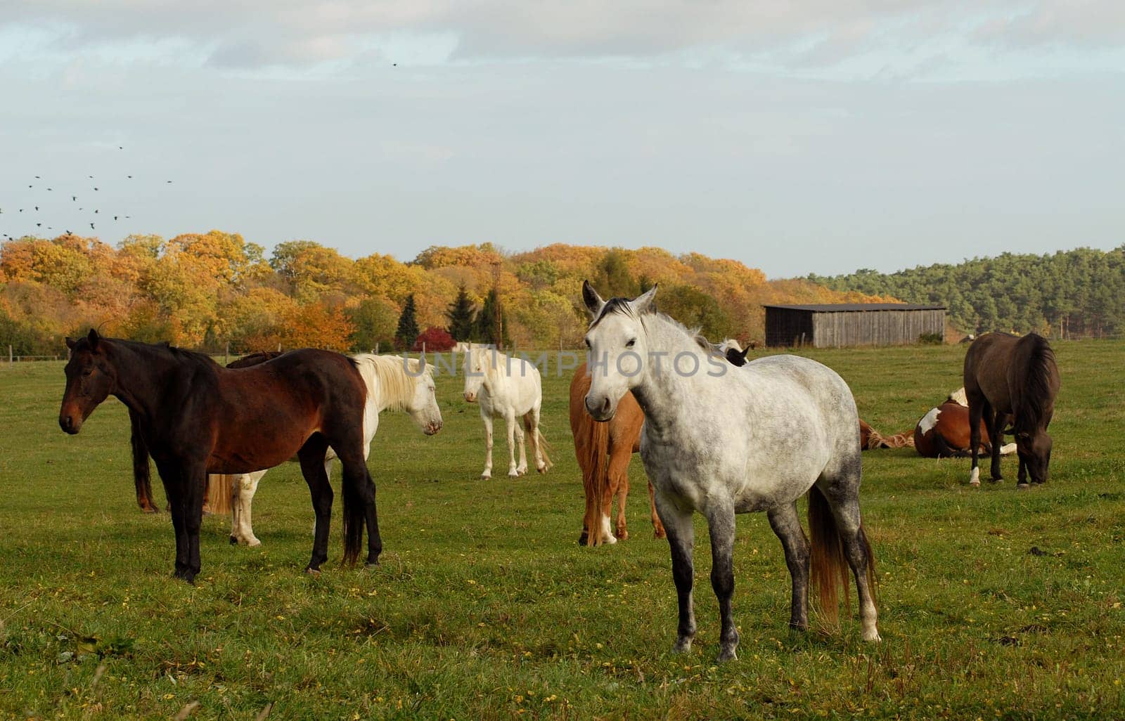 At the equestrian center