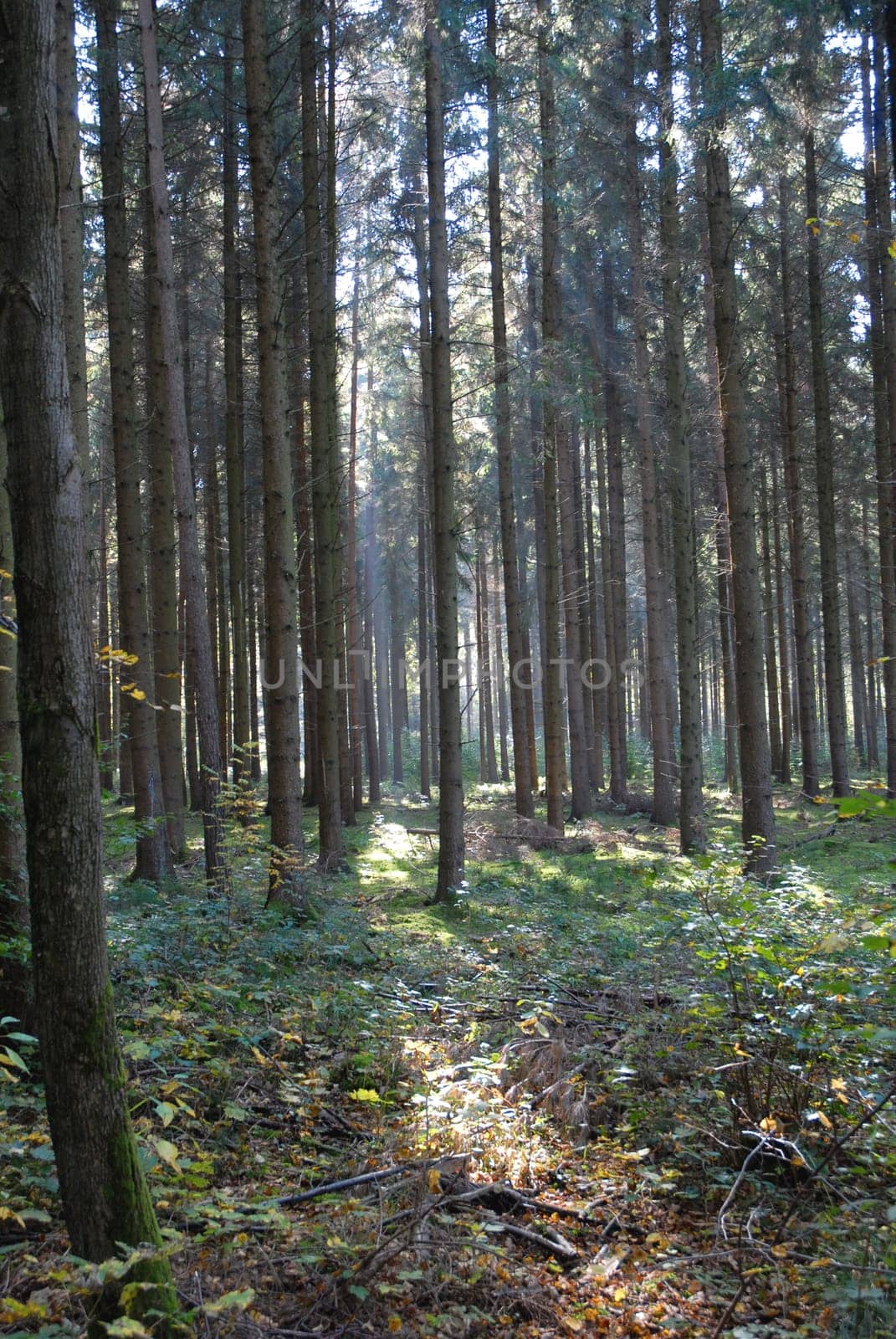 Autumn forest