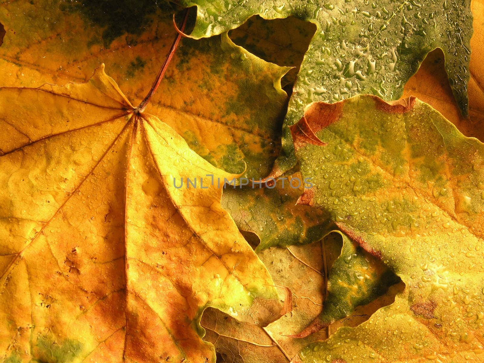 (Fall foliage) or (fall leaves) or (autumn leaves)