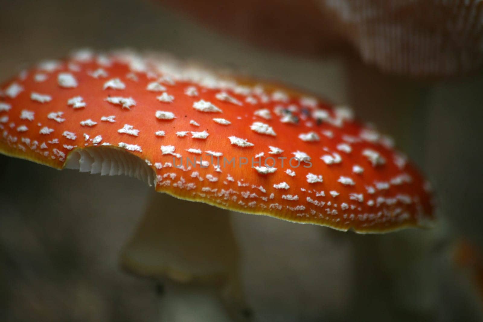 Fly agaric