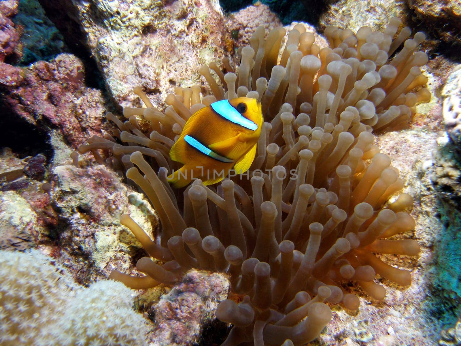 Red Sea - Anemonefish