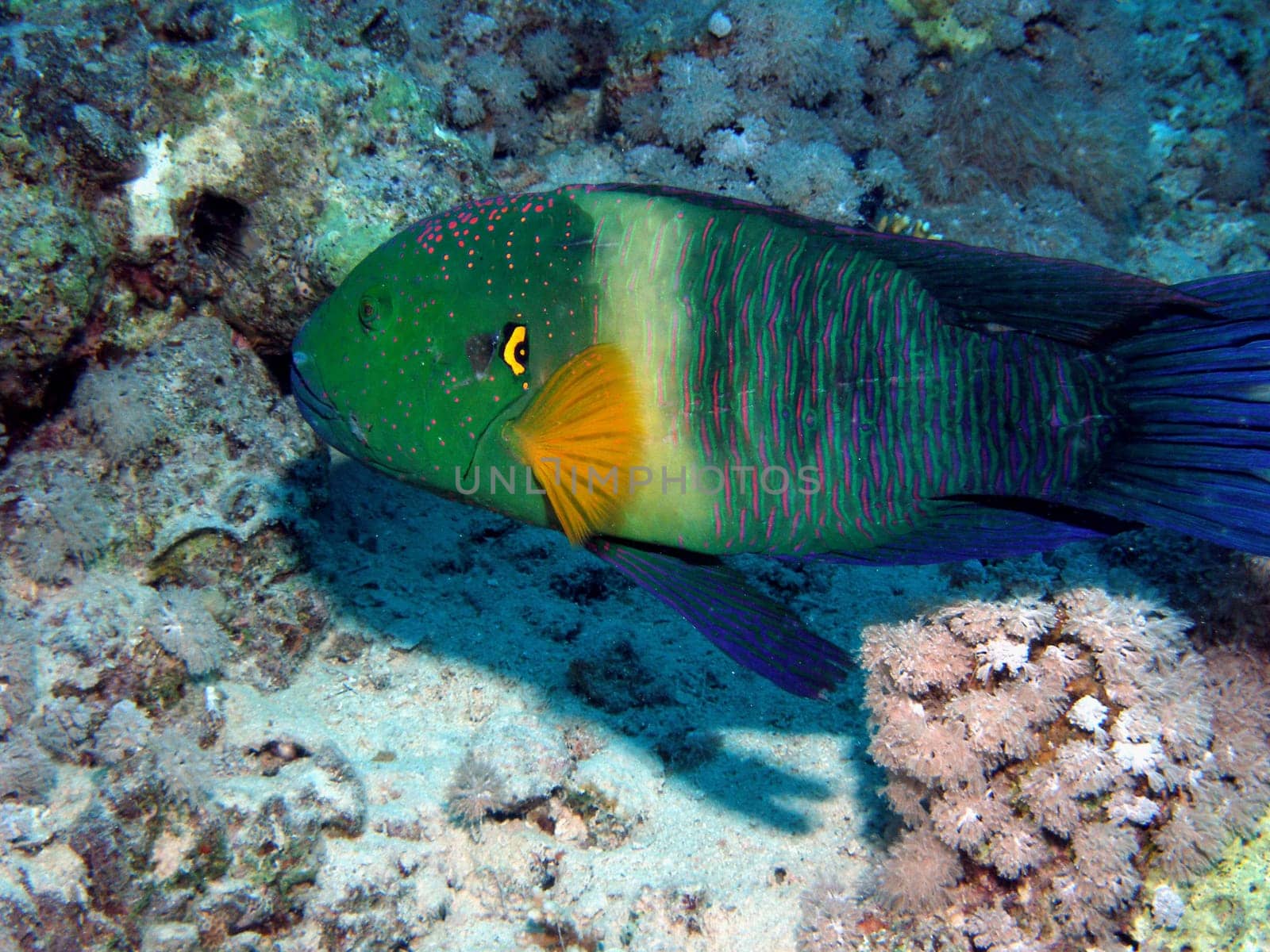 Broomtail - Wrasse